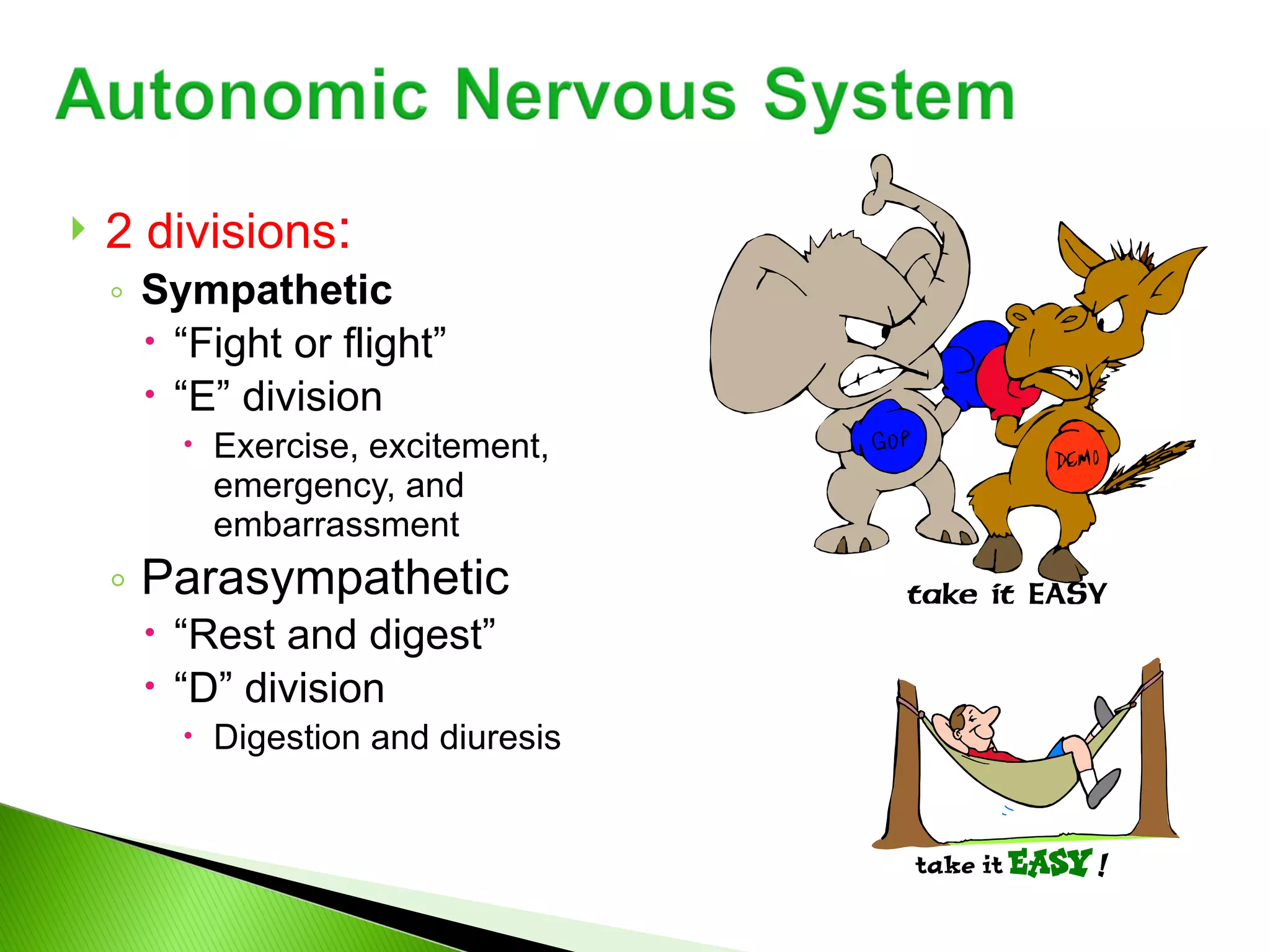 2 divisions : Sympathetic  “ Fight or flight” “ E” division Exercise, excitement, emergency, and embarrassment Parasympathetic  “ Rest and digest” “ D” division Digestion and diuresis 