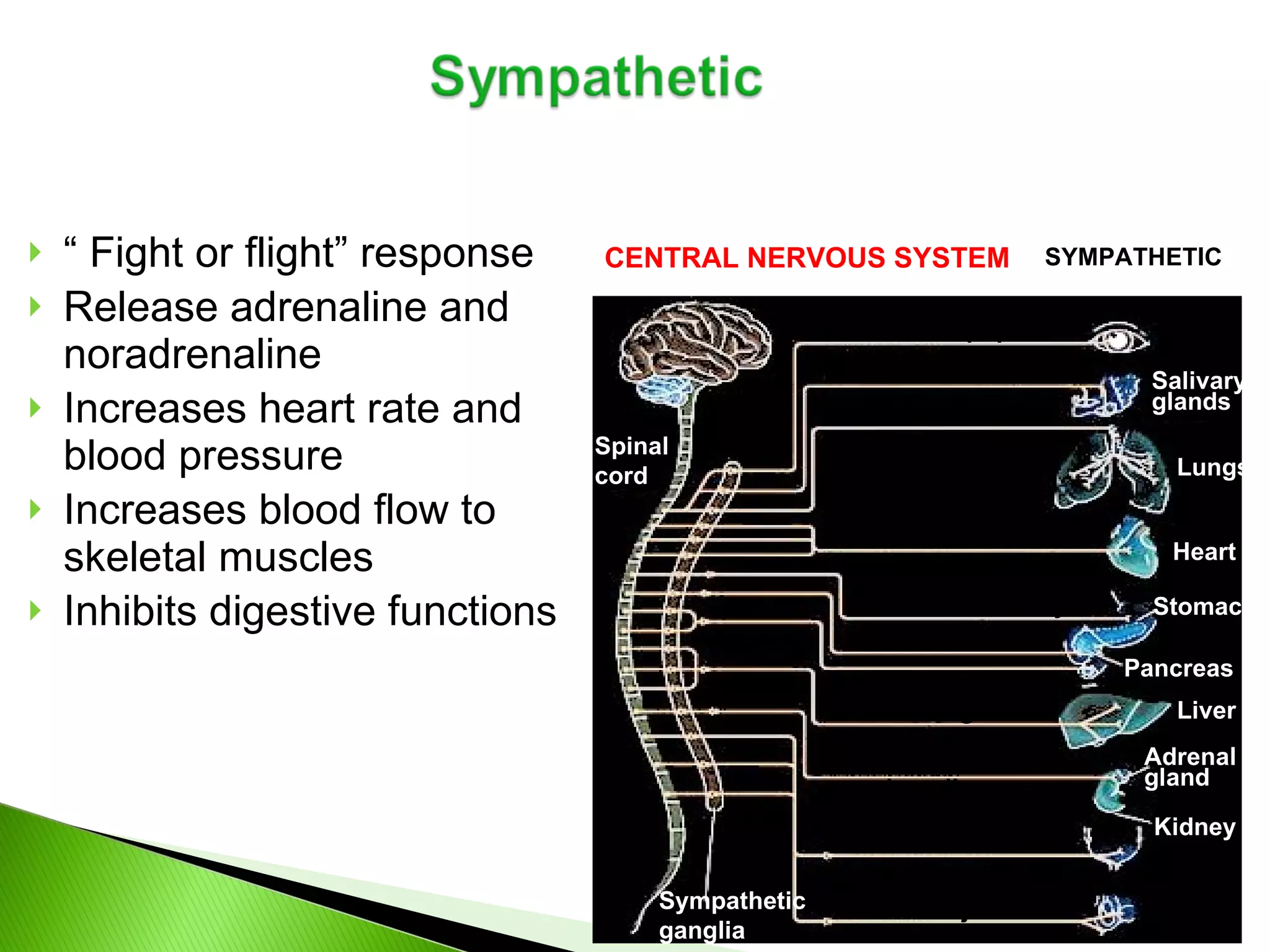 “  Fight or flight” response Release adrenaline and noradrenaline  Increases heart rate and blood pressure Increases blood flow to skeletal muscles Inhibits digestive functions  CENTRAL NERVOUS SYSTEM Brain Spinal cord SYMPATHETIC Dilates pupil Stimulates salivation Relaxes bronchi Accelerates heartbeat Inhibits activity Stimulates glucose Secretion of adrenaline, nonadrenaline Relaxes bladder Stimulates ejaculation in male Sympathetic ganglia Salivary glands Lungs Heart Stomach Pancreas Liver Adrenal gland Kidney 