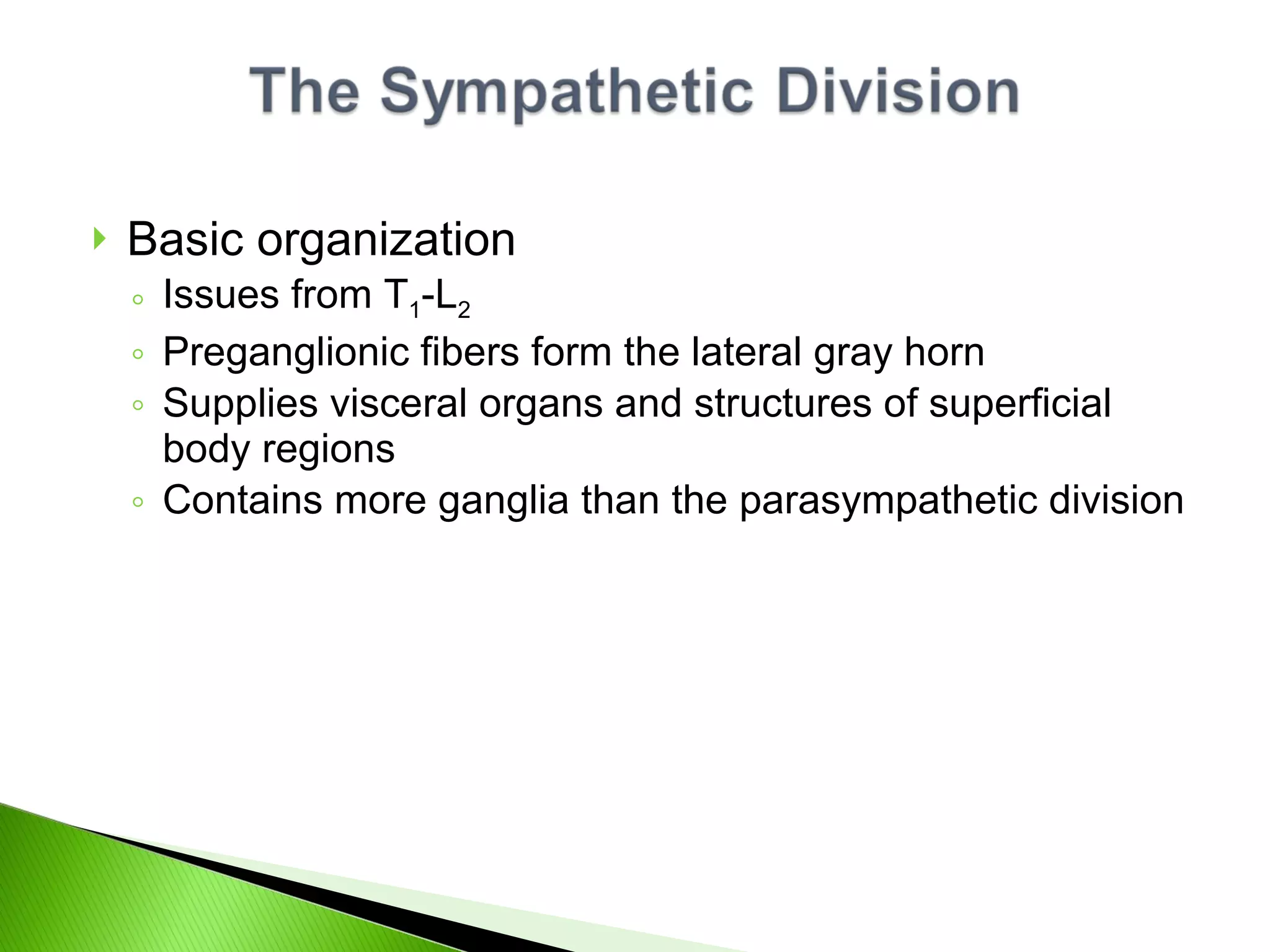 Basic organization Issues from T 1 -L 2 Preganglionic fibers form the lateral gray horn Supplies visceral organs and structures of superficial body regions Contains more ganglia than the parasympathetic division 