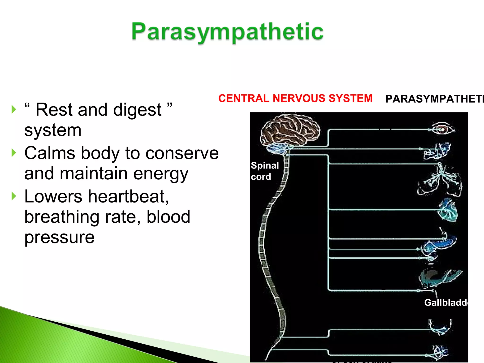 “  Rest and digest ”  system Calms body to conserve and maintain energy Lowers heartbeat, breathing rate, blood pressure CENTRAL NERVOUS SYSTEM Brain PARASYMPATHETIC Spinal cord Stimulates salivation Constricts bronchi Slows heartbeat Stimulates activity Contracts bladder Stimulates erection of sex organs Stimulates gallbladder Gallbladder Contracts pupil 