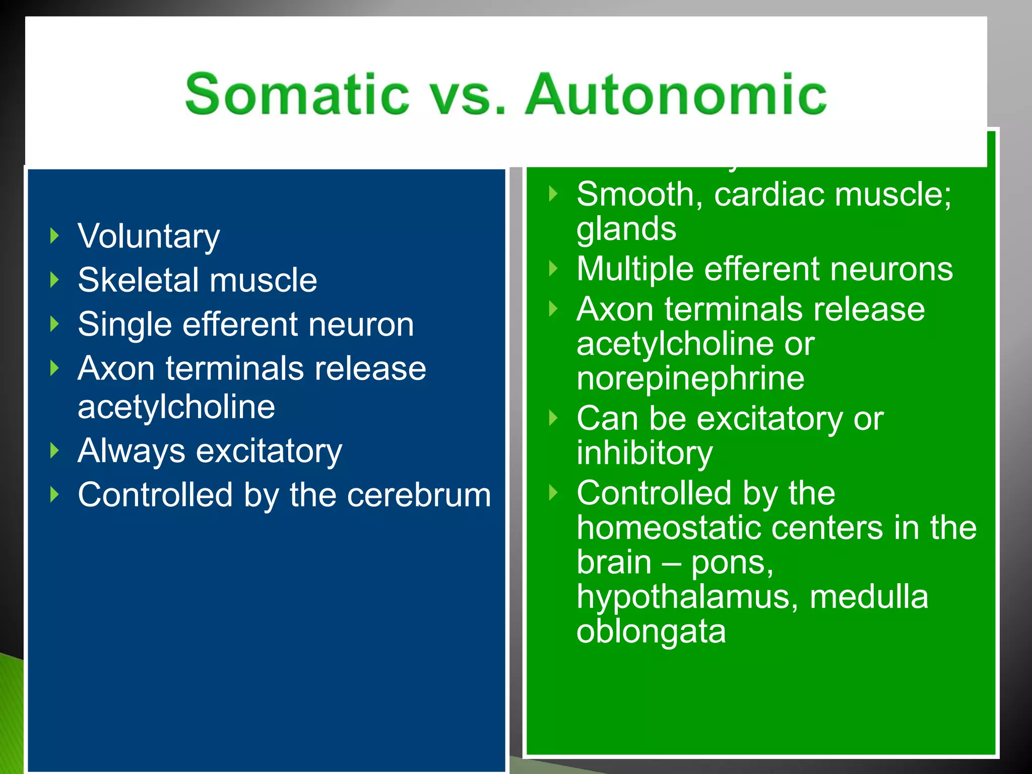 Voluntary Skeletal muscle Single efferent neuron Axon terminals release acetylcholine  Always excitatory Controlled by the cerebrum Involuntary  Smooth, cardiac muscle;  glands Multiple efferent neurons Axon terminals release acetylcholine or norepinephrine Can be excitatory or inhibitory Controlled by the homeostatic centers in the brain – pons, hypothalamus, medulla oblongata 