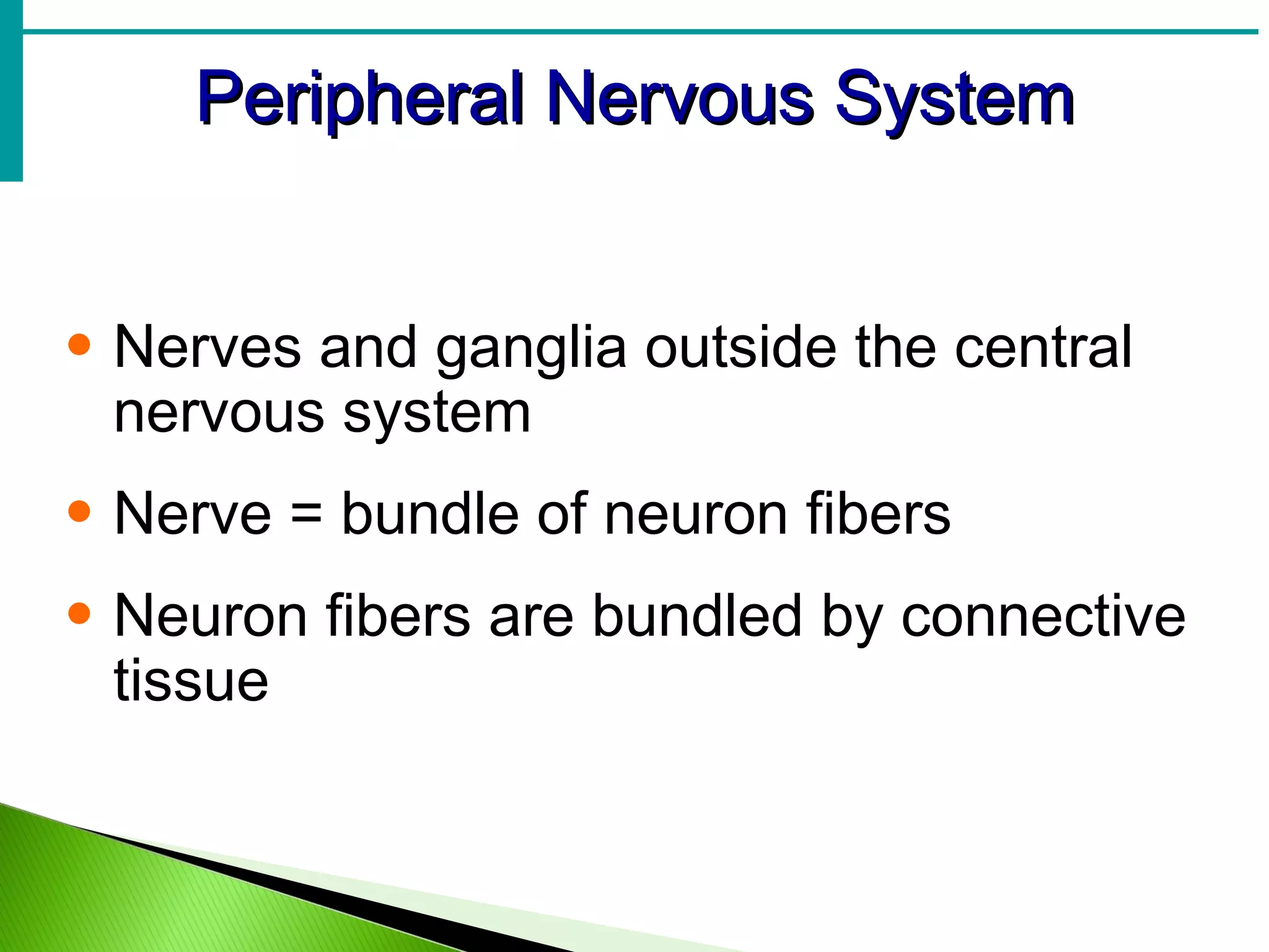 Peripheral Nervous System Nerves and ganglia outside the central nervous system Nerve = bundle of neuron fibers Neuron fibers are bundled by connective tissue 