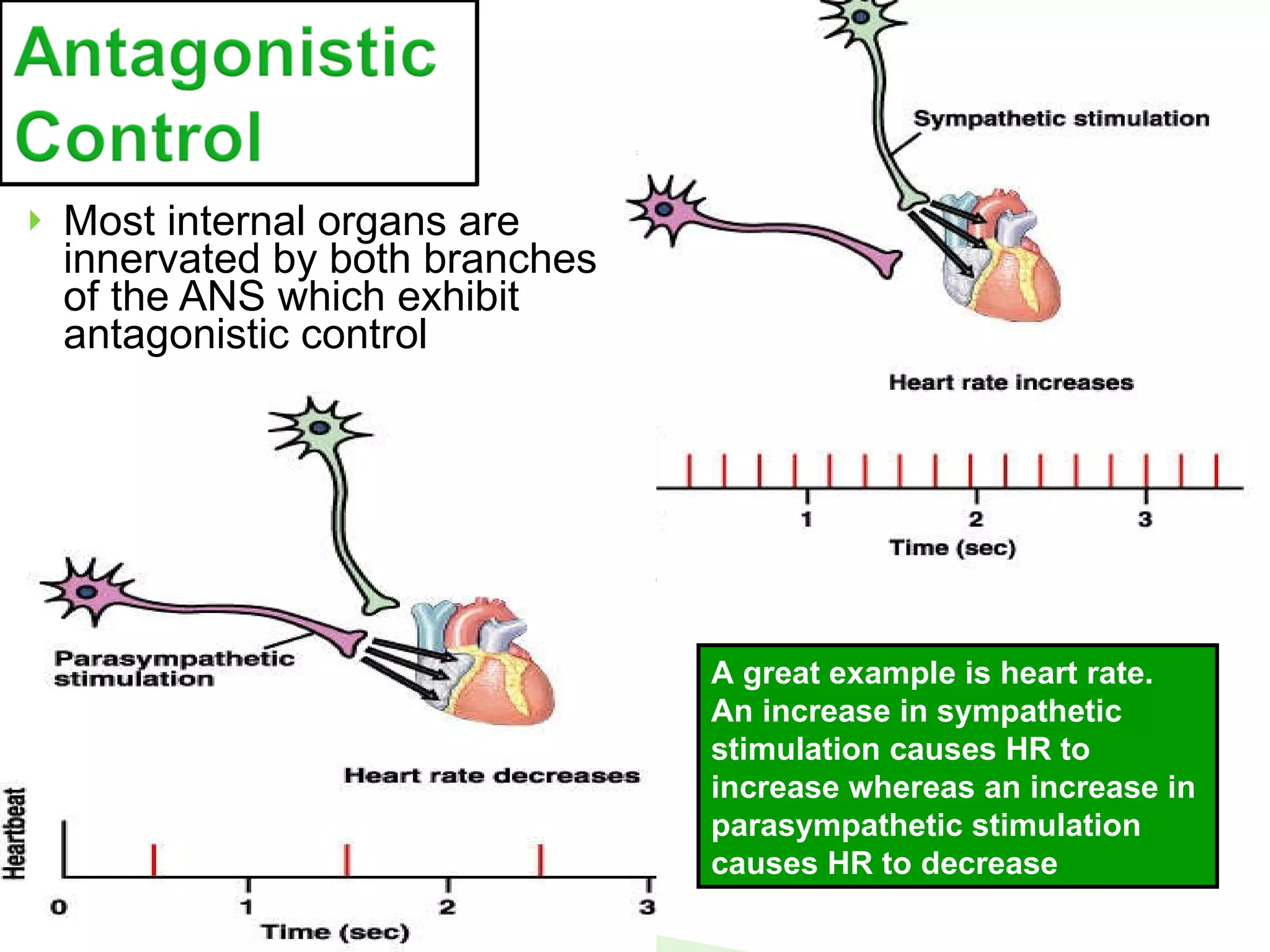 Most internal organs are innervated by both branches of the ANS which exhibit antagonistic control A great example is heart rate.  An increase in sympathetic stimulation causes HR to increase whereas an increase in parasympathetic stimulation causes HR to decrease 