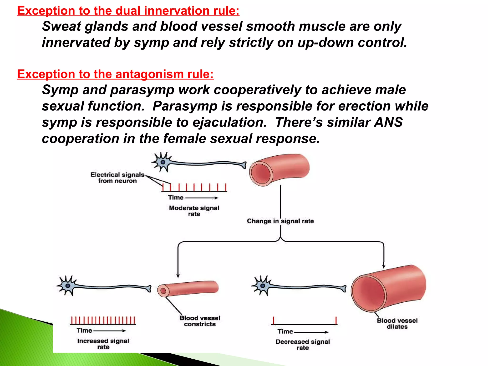 Exception to the dual innervation rule: Sweat glands and blood vessel smooth muscle are only innervated by symp and rely strictly on up-down control. Exception to the antagonism rule: Symp and parasymp work cooperatively to achieve male sexual function.  Parasymp is responsible for erection while symp is responsible to ejaculation.  There’s similar ANS cooperation in the female sexual response. 
