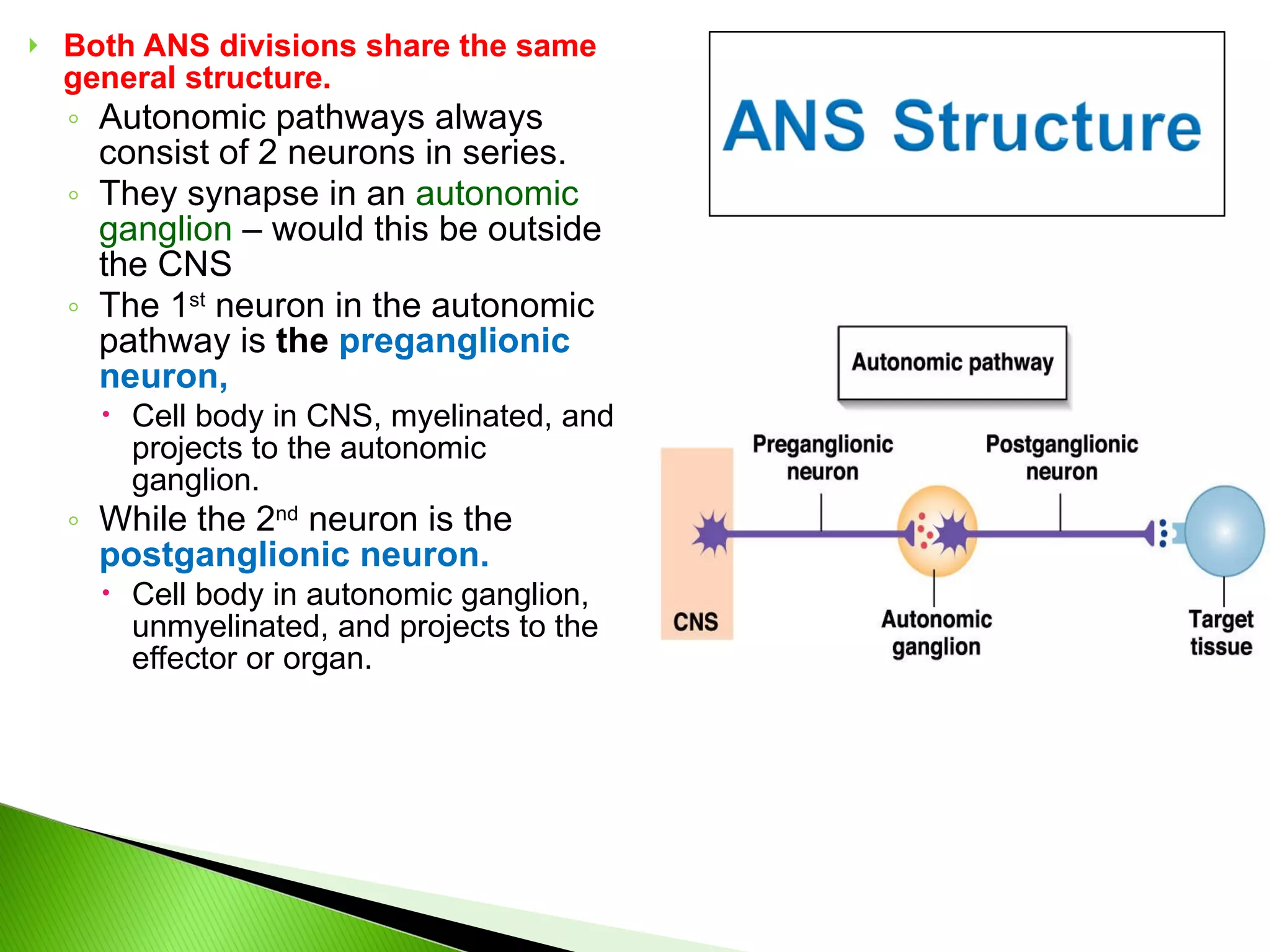 Both ANS divisions share the same general structure.  Autonomic pathways always consist of 2 neurons in series. They synapse in an  autonomic ganglion  – would this be outside the CNS The 1 st  neuron in the autonomic pathway is  the  preganglionic neuron,  Cell body in CNS, myelinated, and projects to the autonomic ganglion. While the 2 nd  neuron is the  postganglionic neuron. Cell body in autonomic ganglion, unmyelinated, and projects to the effector or organ. 