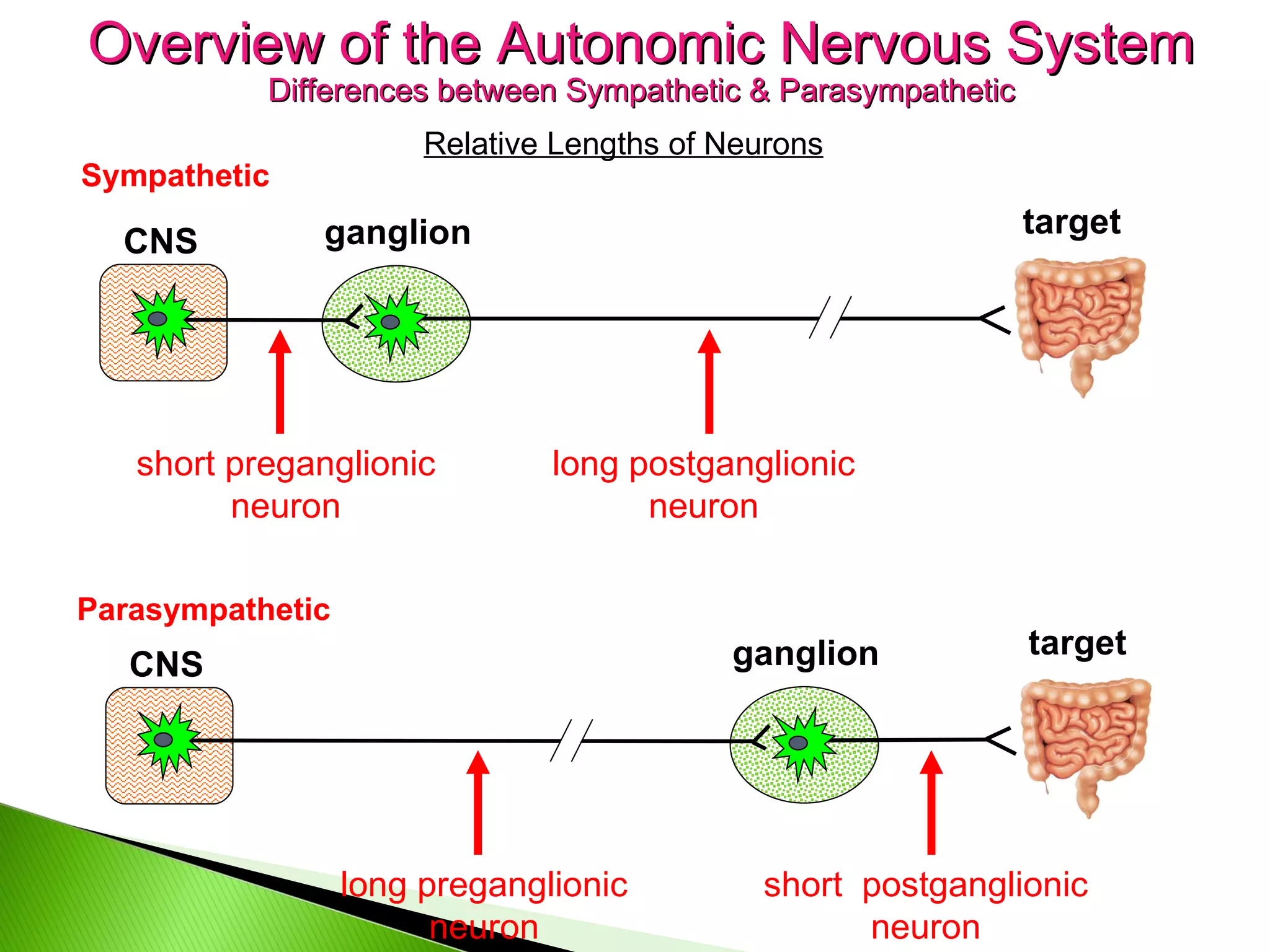 Sympathetic CNS ganglion short preganglionic neuron long postganglionic neuron target Parasympathetic CNS ganglion long preganglionic neuron target short  postganglionic neuron Overview of the Autonomic Nervous System Differences between Sympathetic & Parasympathetic Relative Lengths of Neurons 