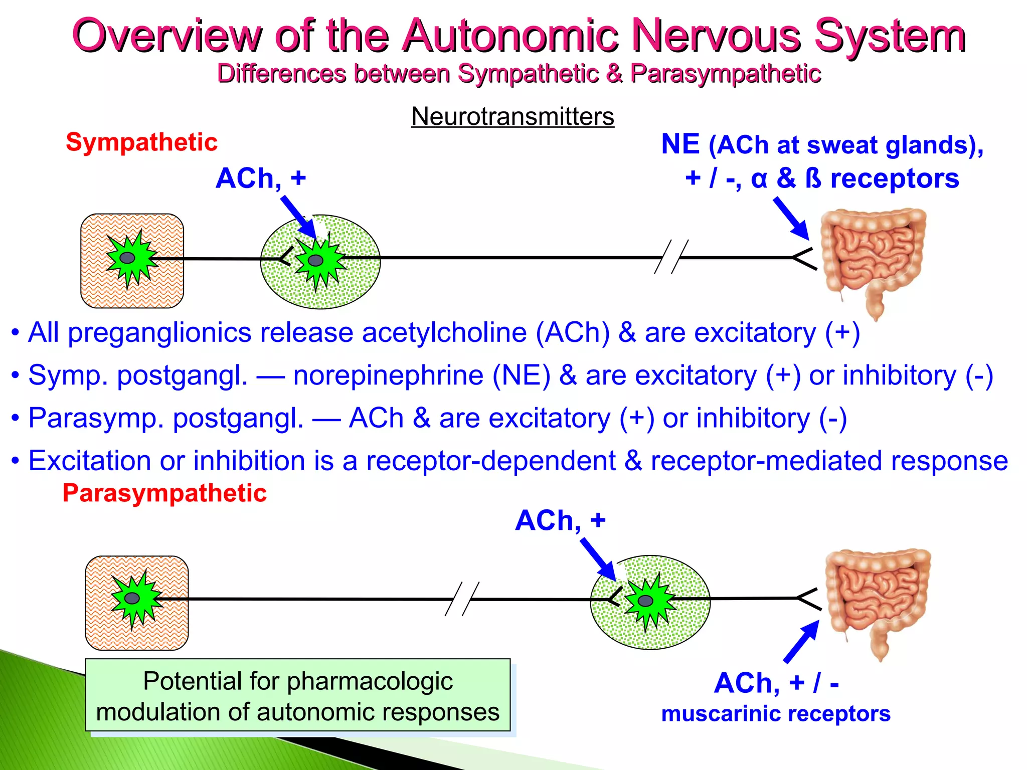 Parasympathetic Overview of the Autonomic Nervous System Differences between Sympathetic & Parasympathetic Neurotransmitters ACh, + NE  (ACh at sweat glands) , + / -, α & ß receptors ACh, + / - muscarinic receptors •  All preganglionics release acetylcholine (ACh) & are excitatory (+) •  Symp. postgangl. — norepinephrine (NE) & are excitatory (+) or inhibitory (-) •  Parasymp. postgangl. — ACh & are excitatory (+) or inhibitory (-) Sympathetic •  Excitation or inhibition is a receptor-dependent & receptor-mediated response Potential for pharmacologic modulation of autonomic responses ACh, + 