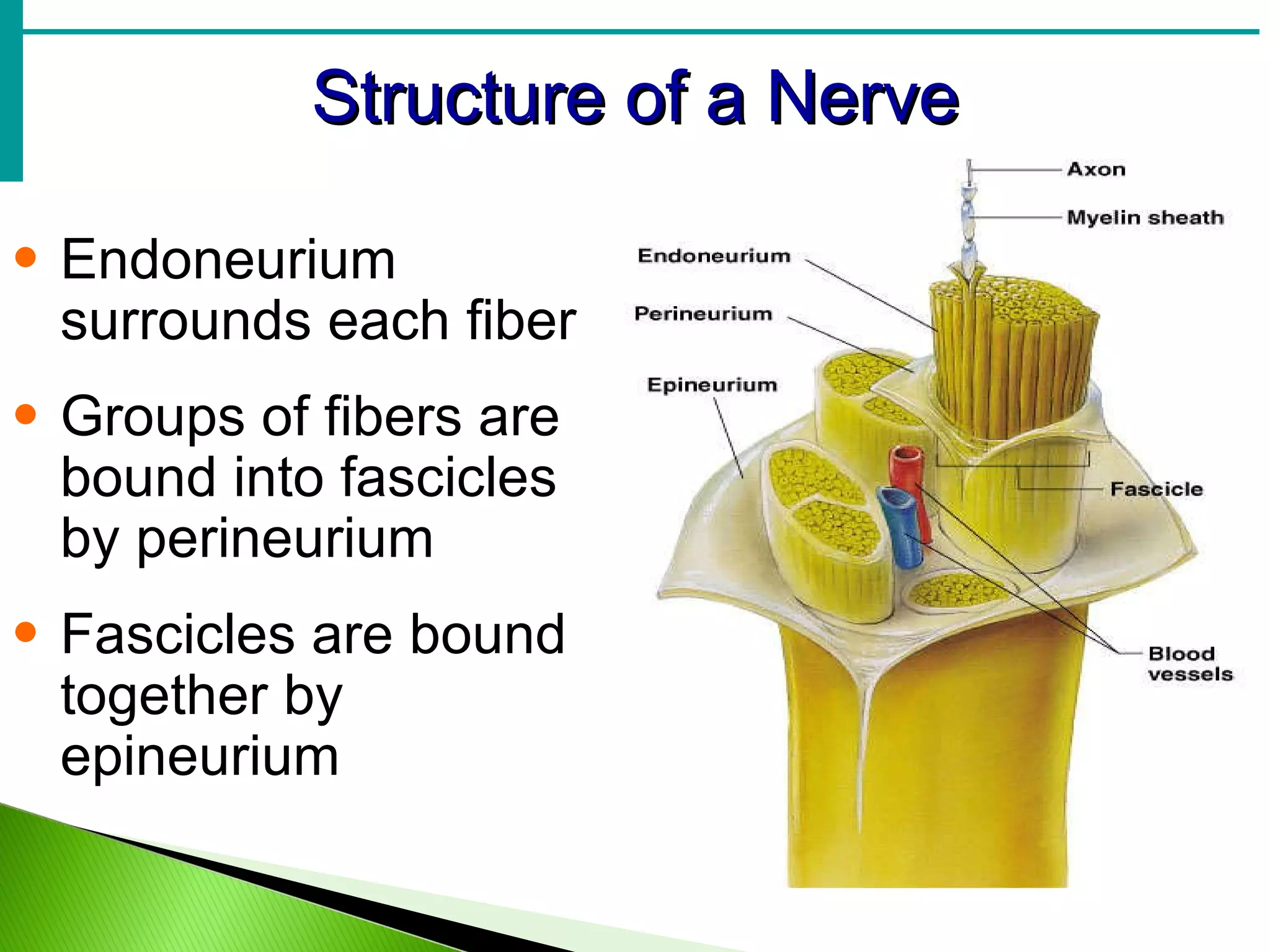 Structure of a Nerve Endoneurium surrounds each fiber Groups of fibers are bound into fascicles by perineurium Fascicles are bound together by epineurium 