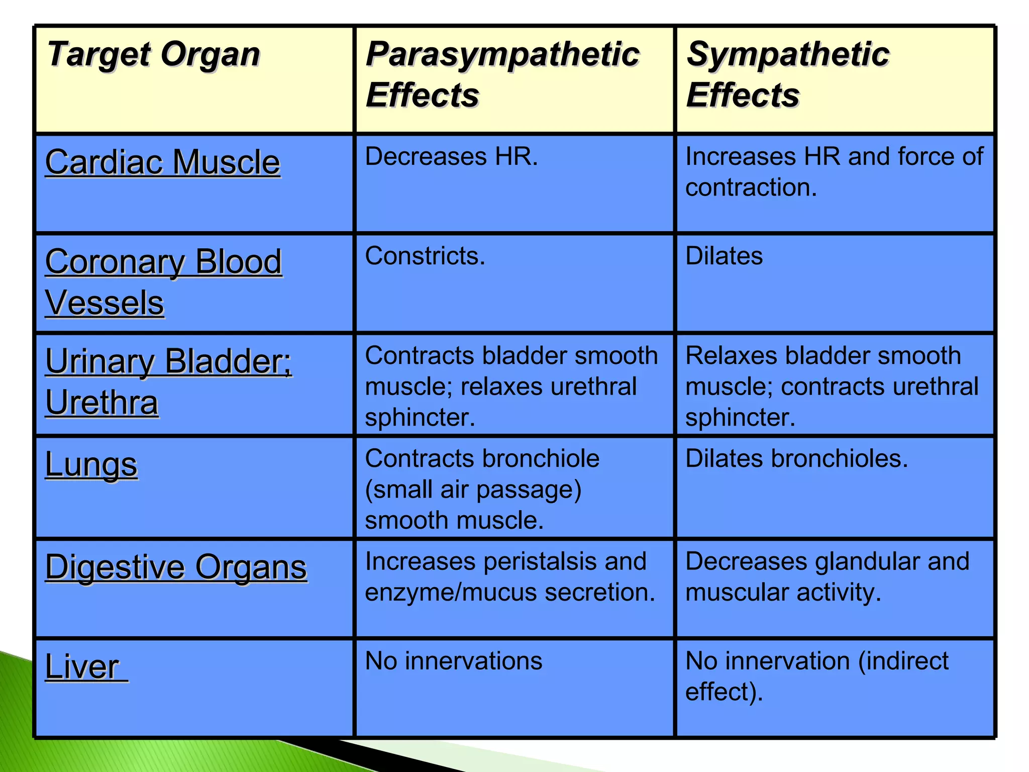 Target Organ Parasympathetic Effects Sympathetic Effects Cardiac Muscle Decreases HR. Increases HR and force of contraction. Coronary Blood Vessels Constricts. Dilates Urinary Bladder; Urethra Contracts bladder smooth muscle; relaxes urethral sphincter. Relaxes bladder smooth muscle; contracts urethral sphincter. Lungs Contracts bronchiole (small air passage) smooth muscle. Dilates bronchioles. Digestive Organs Increases peristalsis and enzyme/mucus secretion. Decreases glandular and muscular activity. Liver  No innervations No innervation (indirect effect). 
