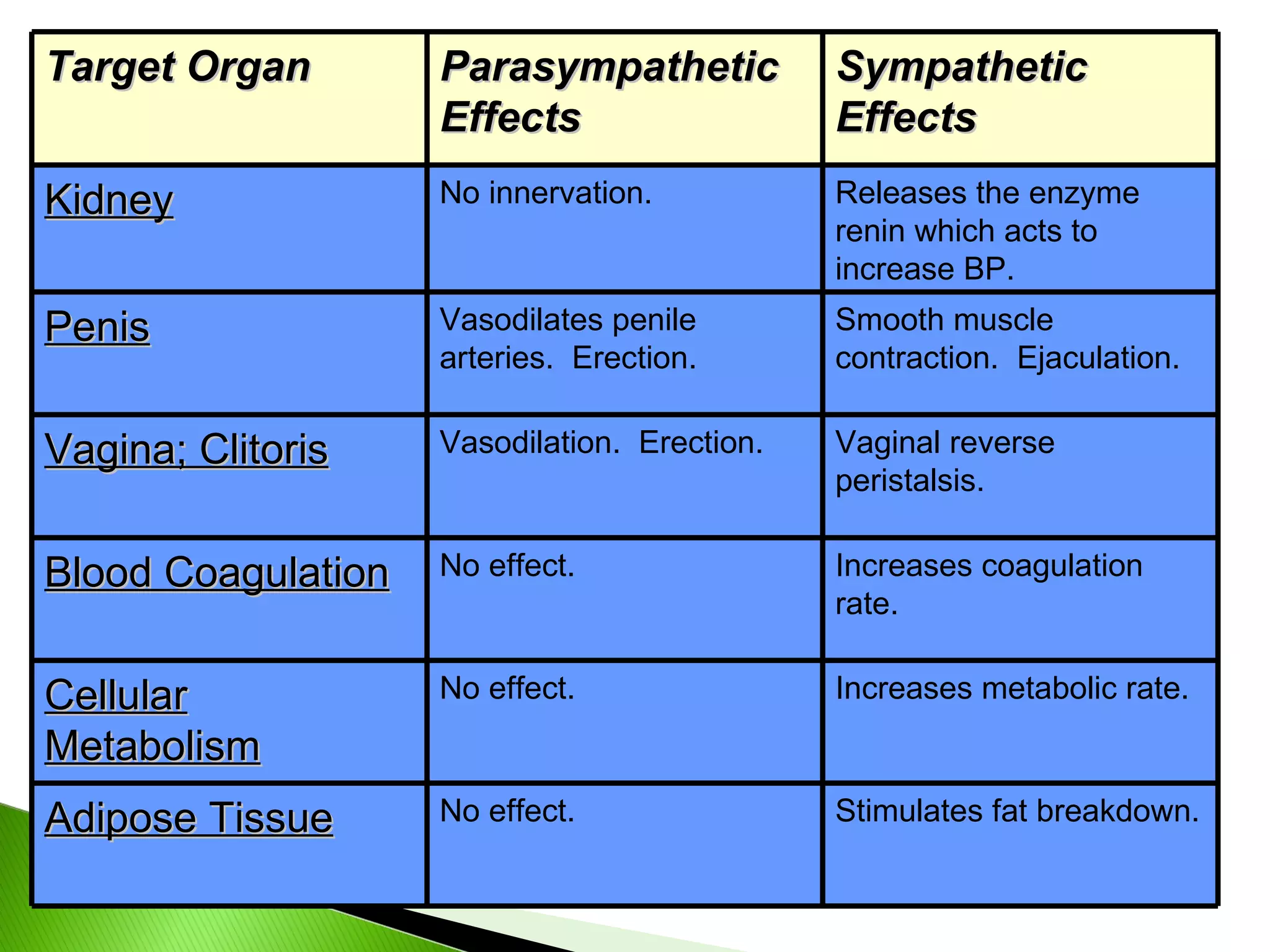 Target Organ Parasympathetic Effects Sympathetic Effects Kidney No innervation. Releases the enzyme renin which acts to increase BP. Penis Vasodilates penile arteries.  Erection. Smooth muscle contraction.  Ejaculation. Vagina; Clitoris Vasodilation.  Erection. Vaginal reverse peristalsis. Blood Coagulation No effect. Increases coagulation rate. Cellular Metabolism No effect. Increases metabolic rate. Adipose Tissue No effect. Stimulates fat breakdown. 