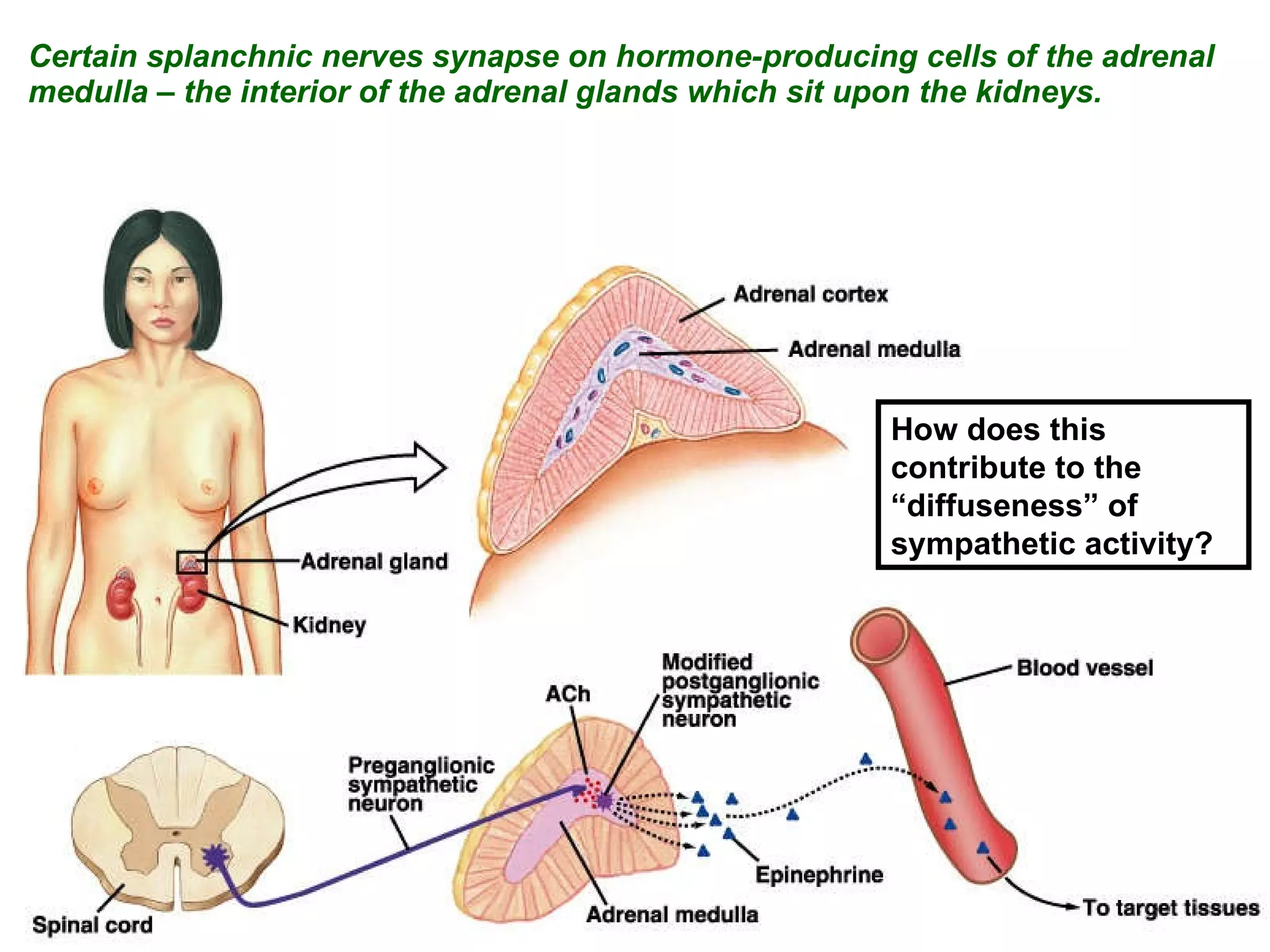 Certain splanchnic nerves synapse on hormone-producing cells of the adrenal  medulla – the interior of the adrenal glands which sit upon the kidneys. How does this contribute to the “diffuseness” of sympathetic activity? 