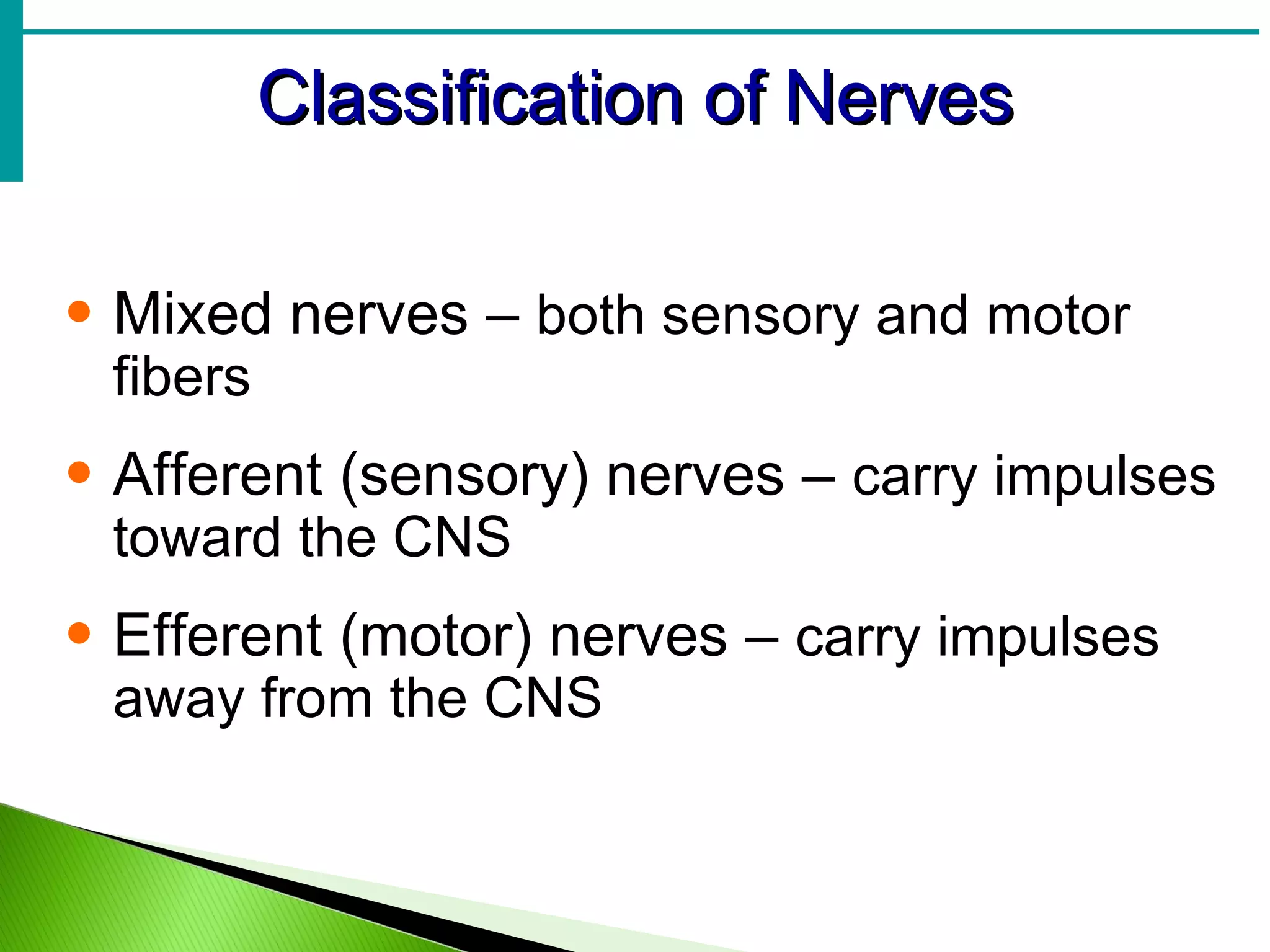 Classification of Nerves Mixed nerves –  both sensory and motor fibers Afferent (sensory) nerves –  carry impulses toward the CNS Efferent (motor) nerves –  carry impulses away from the CNS 