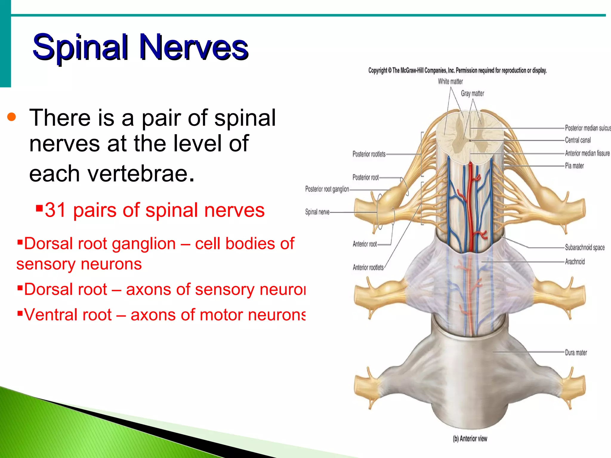 Spinal Nerves There is a pair of spinal nerves at the level of each vertebrae . Dorsal root ganglion – cell bodies of sensory neurons Dorsal root – axons of sensory neurons Ventral root – axons of motor neurons 31 pairs of spinal nerves 