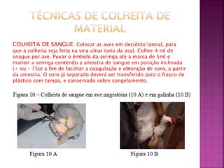 COLHEITA DE SANGUE: Colocar as aves em decúbito lateral, para 
que a colheita seja feita na veia ulnar (veia da asa). Colher 4 ml de 
snague por ave. Puxar o êmbolo da seringa até a marca de 5ml e 
manter a seringa contendo a amostra de sangue em posição inclinada 
(+ ou – 15o) a fim de facilitar a coagulação e obtenção de soro, a partir 
da amostra. O soro já separado deverá ser transferido para o frasco de 
plástico com tampa, e conservado sobre congelamento. 
 