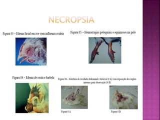 Programa Nacional de Seguridade Aviaria - PNSA