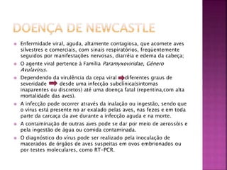  Enfermidade viral, aguda, altamente contagiosa, que acomete aves 
silvestres e comerciais, com sinais respiratórios, freqüentemente 
seguidos por manifestações nervosas, diarréia e edema da cabeça; 
 O agente viral pertence à Família Paramyxoviridae, Gênero 
Avulavirus. 
 Dependendo da virulência da cepa viral diferentes graus de 
severidade desde uma infecção subclínica(sintomas 
inaparentes ou discretos) até uma doença fatal (repentina,com alta 
mortalidade das aves). 
 A infecção pode ocorrer através da inalação ou ingestão, sendo que 
o vírus está presente no ar exalado pelas aves, nas fezes e em toda 
parte da carcaça da ave durante a infecção aguda e na morte. 
 A contaminação de outras aves pode se dar por meio de aerossóis e 
pela ingestão de água ou comida contaminada. 
 O diagnóstico do vírus pode ser realizado pela inoculação de 
macerados de órgãos de aves suspeitas em ovos embrionados ou 
por testes moleculares, como RT-PCR. 
 