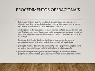 PROCEDIMENTOS OPERACIONAIS
• Estabelecimento no qual foi constatada a presença de uma ou mais aves
afetadas pela doença: sacrifício imediato no local de todas as aves (e suínos,
no caso de IA) existentes no estabelecimento infectado;
• destruição de todas as aves que tenham morrido no foco, ou que tenham sido
sacrificadas, assim como da carne de todas as aves provenientes da granja, os
ovos e os subprodutos produzidos durante o período provável de incubação
da doença;
• limpeza e desinfecção das áreas de alojamento e acesso das aves na
propriedade, com a utilização de desinfetantes indicados pelo DSA,;
• proibição de saída da granja de qualquer tipo de equipamento, rações, cama
de aviário ou outro tipo de material utilizado na produção avícola;
• proibição do egresso e ingresso de qualquer tipo de animal existente na
propriedade,inclusive cães, gatos, eqüinos, bovinos, ovinos, caprinos, suínos;
 