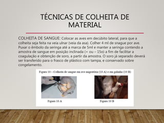 TÉCNICAS DE COLHEITA DE
MATERIAL
COLHEITA DE SANGUE: Colocar as aves em decúbito lateral, para que a
colheita seja feita na veia ulnar (veia da asa). Colher 4 ml de snague por ave.
Puxar o êmbolo da seringa até a marca de 5ml e manter a seringa contendo a
amostra de sangue em posição inclinada (+ ou – 15o) a fim de facilitar a
coagulação e obtenção de soro, a partir da amostra. O soro já separado deverá
ser transferido para o frasco de plástico com tampa, e conservado sobre
congelamento.
 