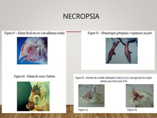 NECROPSIA
 