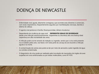 DOENÇA DE NEWCASTLE
• Enfermidade viral, aguda, altamente contagiosa, que acomete aves silvestres e comerciais,
com sinais respiratórios, freqüentemente seguidos por manifestações nervosas, diarréia e
edema da cabeça;
• O agente viral pertence à Família Paramyxoviridae, Gênero Avulavirus.
• Dependendo da virulência da cepa viral DIFERENTES GRAUS DE SEVERIDADE
desde uma infecção subclínica(sintomas inaparentes ou discretos) até uma doença fatal
(repentina,com alta mortalidade das aves).
• A infecção pode ocorrer através da inalação ou ingestão, sendo que o vírus está presente
no ar exalado pelas aves, nas fezes e em toda parte da carcaça da ave durante a infecção
aguda e na morte.
• A contaminação de outras aves pode se dar por meio de aerossóis e pela ingestão de água
ou comida contaminada.
• O diagnóstico do vírus pode ser realizado pela inoculação de macerados de órgãos de aves
suspeitas em ovos embrionados ou por testes moleculares, como RT-PCR.
 
