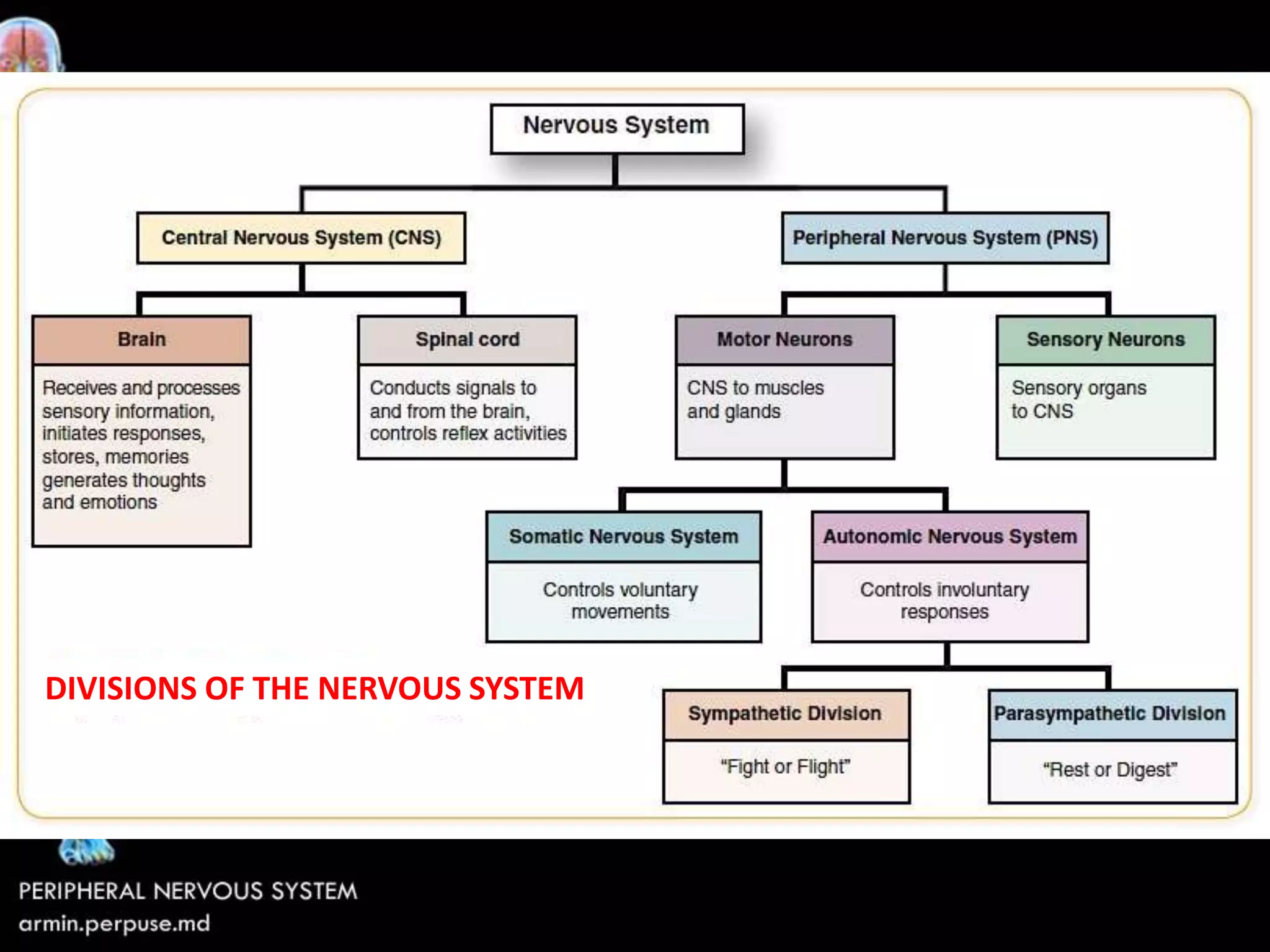 Peripheral Nervous System | PPTX