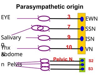 EWN
SSN
ISN
VN
3
7
9
10
EYE
Salivary
g
Thx
&
abdome
n Pelvis
Parasympathetic origin
S2
S3
Pelvic N.
 