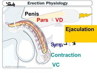 Penis
Pars VD
Ejaculation
Symp.‫ف‬‫ال‬
‫ق‬
‫ذ‬
Contraction
VC
‫ال‬‫ت‬‫ن‬‫ت‬‫ص‬‫ا‬‫ب‬
 
