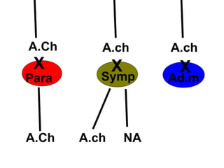 A.Ch
X
A.ch A.ch
X X
Para Symp Ad.m
A.Ch A.ch NA
 