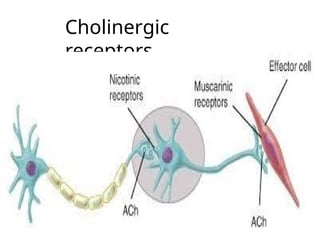 Cholinergic
receptors
 