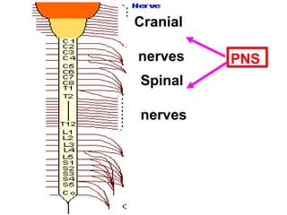 Spinal
nerves
Cranial
nerves PNS
 