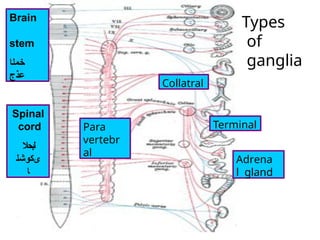 Types
of
ganglia
Brain
stem
‫خ‬
‫م‬
‫ل‬
‫ا‬
‫ع‬
‫ذج‬
Spinal
cord
‫لبحال‬
‫ى‬
‫ك‬
‫و‬
‫ش‬
‫ل‬
‫ا‬
Terminal
Collatral
Para
vertebr
al
Adrena
l gland
 
