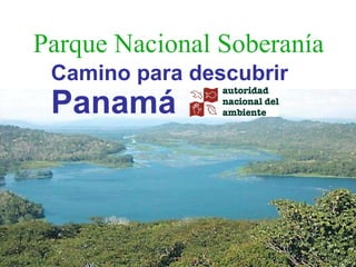 Camino para descubrir  Panamá Parque Nacional Soberanía 