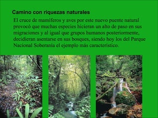 El cruce de mamíferos y aves por este nuevo puente natural provocó que muchas especies hicieran un alto de paso en sus migraciones y al igual que grupos humanos posteriormente, decidieran asentarse en sus bosques, siendo hoy los del Parque Nacional Soberanía el ejemplo más característico. Camino con riquezas naturales 