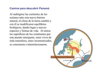 Camino para descubrir Panamá Al redirigirse las corrientes de los océanos ante esta nueva barrera natural, el clima de la tierra cambió y con él se modificaron equilibrios biológicos, dando lugar a nuevas especies y formas de vida.  Al unirse las superficies de los continentes por este puente emergente, seres vivos de toda naturaleza, antes incomunicados,  se conectaron e interrelacionaron . 