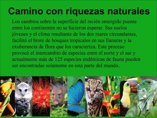 Los cambios sobre la superficie del recién emergido puente entre los continentes no se hicieron esperar. Sus suelos jóvenes y el clima resultante de los dos mares circundantes, facilitó el brote de bosques tropicales en sus llanuras y la exuberancia de flora que los caracteriza. Este proceso provocó el intercambio de especies entre el norte y el sur y actualmente más de 125 especies endémicas de fauna pueden ser encontradas solamente en esta parte del mundo.  Camino con riquezas naturales 