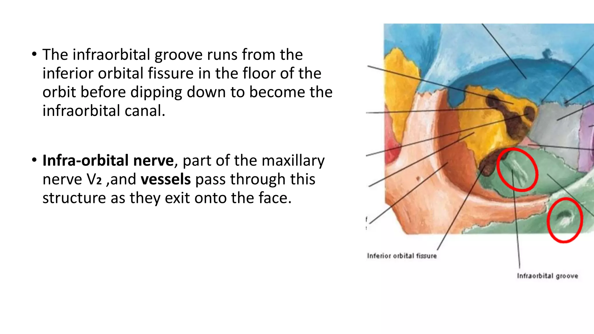 Anatomy and Xray of PNS and orbit | PPTX