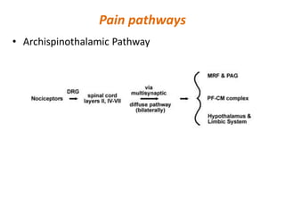 Pain pathways
• Archispinothalamic Pathway
 
