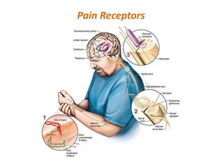 Pain Receptors
 