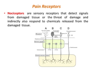 Pain Receptors
• Nociceptors are sensory receptors that detect signals
from damaged tissue or the threat of damage and
indirectly also respond to chemicals released from the
damaged tissue.
 
