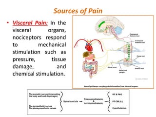 Sources of Pain
• Visceral Pain: In the
visceral organs,
nociceptors respond
to mechanical
stimulation such as
pressure, tissue
damage, and
chemical stimulation.
 