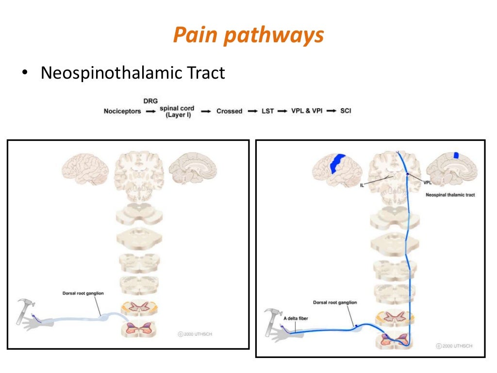 Pathophysiology pain and pain pathways