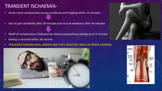 TRANSIENT ISCHAEMIA-
• Acute nerve compression causes numbness and tingling within 15 minutes
• loss of pain sensibility after 30 minutes and muscle weakness after 45 minutes
• Relief of compression is followed by intense paraesthesia lasting up to 5 minutes
• feeling is restored within 30 second
• TRANSIENT ENDONEURIAL ANOXIA AND THEY LEAVE NO TRACE OF NERVE DAMAGE.
 