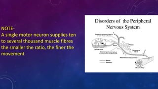 NOTE-
A single motor neuron supplies ten
to several thousand muscle fibres
the smaller the ratio, the finer the
movement
 