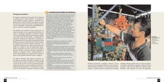 La influencia de las Agencias 
145 
El impacto económico 
El impacto económico de la acción de una Agencia 
se entiende como “efecto sistema” en términos de 
valor agregado, empleo, ingresos y capacidad pro-pulsora 
de la economía local. Este impacto es tanto 
más relevante cuanto más saben las Agencias domi-nar 
las tecnologías, valorizar las potencialidades lo-cales 
y promover proyectos integrados. 
El resultado más evidente de la presencia de una 
Agencia proviene de su capacidad para facilitar re-cursos 
e iniciativas destinados al territorio donde 
opera, orientándolos hacia las prioridades recogidas 
en el Plan Local de Desarrollo, y coordinando su 
utilización. Instituciones nacionales e internaciona-les, 
organismos de cooperación, programas de obras 
públicas, programas nacionales para el desarrollo de 
las empresas que quieran realizar iniciativas en el 
territorio, encuentran en la Agencia un interlocutor 
válido y le confían la tarea de planificarlas, gestio-narlas 
y suministrar servicios. Los proyectos realiza-dos 
con recursos externos permiten consolidar el 
ambiente económico local, complementando la 
acción, desarrollada por la Agencia, de promoción y 
apoyo a las pequeñas empresas locales. Cuadro 4 
El carácter sistémico del impacto económico de 
una Agencia proviene del papel estratégico de esta 
estructura, que consiste en promover el desarrollo 
a partir de los recursos y de las necesidades locales, 
construyendo poco a poco un sistema productivo e 
infraestructural adecuado. Si el papel fuera única-mente 
el de promover empresas, la Agencia podría 
La influencia de las Agencias 
144 
ALGUNOS DATOS 4 SOBRE LAS AGENCIAS 
No existe una información abarcadora sobre los recursos 
que, gracias a su gestión, hayan sido canalizados hacia 
los territorios de las Agencias de América Central. 
Seguramente se trata de cantidades significativas si se 
considera que en cuatro años han sido creados más de 
25,000 puestos fijos de trabajo, por lo menos 16,000 
puestos de trabajo temporal y han sido puestas en 
marcha más de 7,000 empresas. Estas Agencias han 
firmado acuerdos para administrar iniciativas de 
Ministerios e instituciones nacionales, como los Fondos 
de Inversión Social; de Agencias como las Naciones 
Unidas, como PNUD, UNOPS, OIT, FAO, PMA, FIDA, BID, 
BCIE; de las cooperaciones bilaterales de Holanda, 
Alemania, Austria, Italia y Canadá; de la Unión Europea. 
En 1998 la Red Regional de las Agencias presentó al 
Banco de Integración Económica Centroamericana 40 
proyectos formulados por las estructuras asociadas para 
su financiación. 
Los proyectos realizados por las Agencias, mediante 
acuerdos con todas estas organizaciones, han 
comprendido una amplia gama de temáticas 
económicas: 
• la diversificación productiva, especialmente en el sector 
agrícola y agroindustrial: hortalizas, frutas, productos 
biológicos, productos típicos con valor agregado (yuca, 
cardamomo, bananos, camote, café), viveros de flores y 
pesca 
• preservación del medio ambiente: reforestación, 
irrigación, análisis ambientales, creación de reservas 
ecológicas 
• fortalecimiento de los sectores típicos: productos 
agrícolas, artesanías, minas 
• a comercialización: sistemas de información, creación 
de empresas comerciales, promoción de marcas de 
calidad, ayuda a la exportación, realización de ferias y 
mercados 
• planificación y realización de infraestructuras: centros 
de acopio, silos, empresas de transporte y de 
construcción, sistemas de irrigación de terrenos. 
Costa Rica 
Exposición de fruta 
cultivada con 
métodos biológicos 
en la feria 
del mercado 
de Pérez Zeledón 
limitarse a promover “cualquier” empresa. Ya sea 
propuesta por empresarios locales, ya por inversio-nistas 
extranjeros, utilice o no los recursos del lugar, 
siempre y cuando tenga los requisitos de mercado, 
cualquier empresa puede tener un efecto económi-co 
positivo, generando ocupación e ingresos. Por el 
contrario, a partir de sus objetivos la Agencia debe 
formular a las empresas una serie de preguntas: 
 