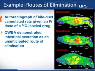 THE USE OF MICRO- AND MACRO-AUTORADIOGRAPHY TO STUDY THE TISSUE ...
