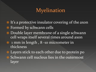  It’s a protective insulator covering of the axon
 Formed by schwann cells
 Double layer membrane of a single schwann
cell wraps itself several times around axon
 1 mm in length , 8 -10 micrometer in
thickness
 Layers stick to each other due to protein p0
 Schwann cell nucleus lies in the outermost
layer
 