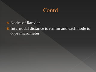 Nodes of Ranvier
 Internodal distance is 1-2mm and each node is
0.5-1 micrometer
 