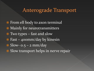  From ell body to axon terminal
 Mainly for neurotransmitters
 Two types – fast and slow
 Fast – 400mm/day by kinesin
 Slow- 0.5 – 2 mm/day
 Slow transport helps in nerve repair
 