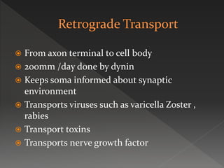  From axon terminal to cell body
 200mm /day done by dynin
 Keeps soma informed about synaptic
environment
 Transports viruses such as varicella Zoster ,
rabies
 Transport toxins
 Transports nerve growth factor
 