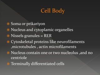  Soma or prikariyon
 Nucleus and cytoplamic organelles
 Nissels granules = RER
 Cytoskeletal proteins like neurofilaments
,microtubules , actin microfilaments
 Nucleus contain one or two nucleolus ,and no
centriole
 Terminally differentiated cells
 